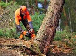 Best Tree Cabling and Bracing  in Evans, GA